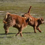 De Moerse Hoeve מלון De Moer